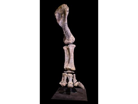 Sehr großes fossiles Bein – Apotosaurus sp.